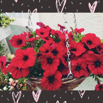 花といきるサントリーの画像 by ☆せん☆さん | 小さな庭とサフィニア♪と花好きさんと繋がりたいとサントリー フラワーズと花といきるサントリーとサフィニアJAPANレッドと赤い花❤