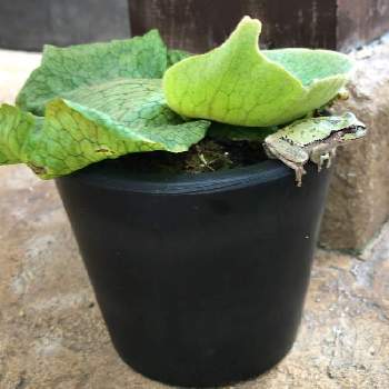 ビカクシダ スパーバムの投稿画像一覧 Greensnap グリーンスナップ