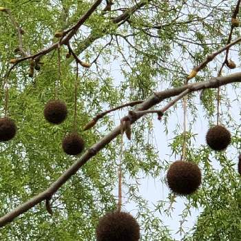 プラタナスの実の投稿画像一覧 Greensnap グリーンスナップ