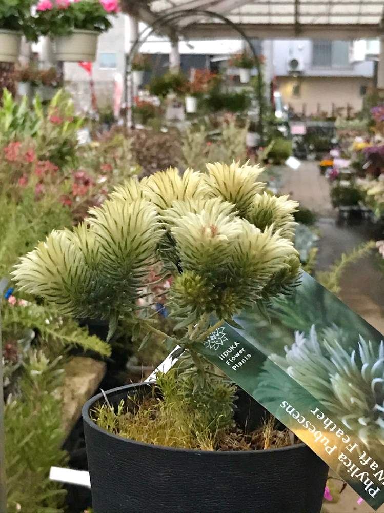 フィリカ プベッセンス ワフトフェザーの投稿画像 By 君にバラバラさん 春のお花と花のある暮らしとお散歩とお店とお花屋さんと春のお花と花のある暮らしとお散歩とお店とお花屋さん 21月3月30日 Greensnap グリーンスナップ Greensnap グリーンスナップ