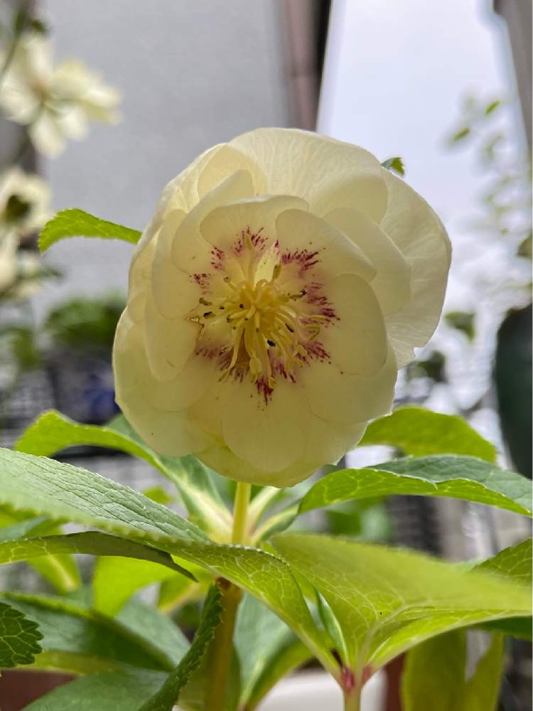 クリスマスローズ フラッシュ Greensnap グリーンスナップ