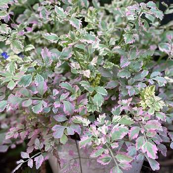 斑入りセリ フラミンゴの投稿画像一覧 Greensnap グリーンスナップ