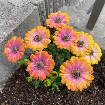 オステオスペルマム マスカレードの投稿画像一覧 Greensnap グリーンスナップ