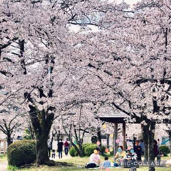飯能市中央公園の投稿画像一覧 Greensnap グリーンスナップ