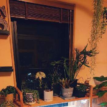 流木とエアープランツの投稿画像一覧 Greensnap グリーンスナップ