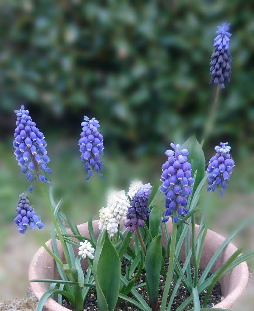 ムスカリの投稿画像 By すぎさん｜『秋植え球根2021』フォトコンテスト (2021月3月30日)｜🍀Greensnap（グリーンスナップ）