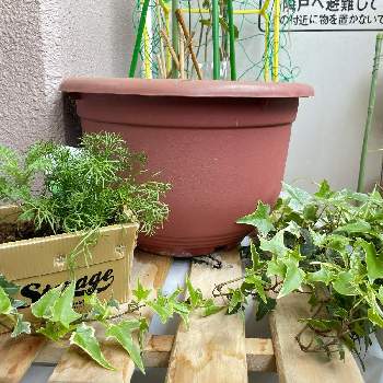 フェンネル ウイキョウ の育て方 収穫の時期は 栄養や効能は Greensnap グリーンスナップ