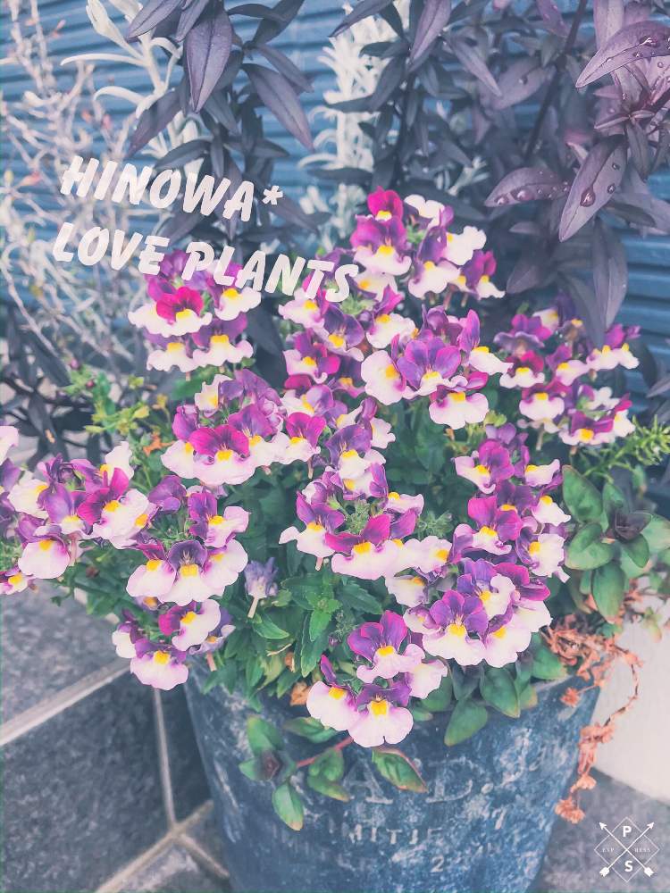 エレモフィラニベアの投稿画像 By 陽乃環さん キンギョソウとネメシアとキンギョソウ ブロンズドラゴンと宿根ネメシアとリシマキアとコロキアと植物のある暮らしと季節を感じてと春の訪れとおうち園芸と今日の一枚と今日のお花と成長記録とガーデニングと花のある暮らし