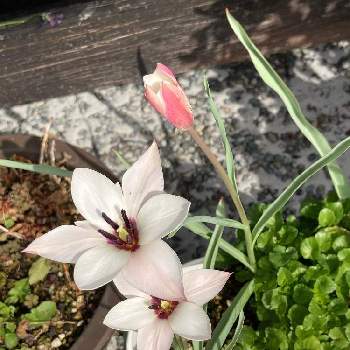 宿根ビオラ の投稿画像一覧 Greensnap グリーンスナップ