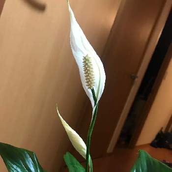 スパティフィラムの投稿画像一覧 Greensnap グリーンスナップ