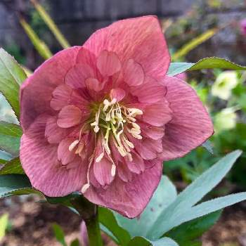 クリスマスローズ セミダブルの投稿画像一覧 Greensnap グリーンスナップ