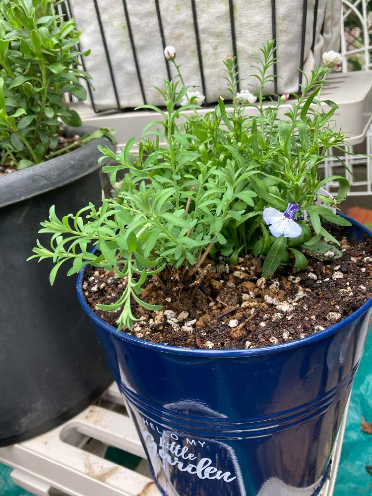 ハナカンザシの投稿画像 By あおむらさきさん ロベリア リビエラシリーズ ブルースプラッシュと寄せ植えと2年目とgs日和と植え替えとおうち園芸と紫 青が好きとガーデニングと花のある暮らしとiphone撮影 21月3月30日 Greensnap グリーンスナップ