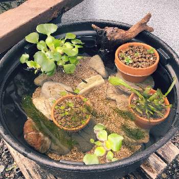 ビオトープの投稿画像一覧 Greensnap グリーンスナップ