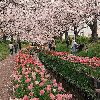 枝の花の画像 by けいにゃんこさん | お出かけ先と桜満開とピンクの花と桜だいすきと枝の花と春の息吹とチューリップ咲いたと『2021桜』フォトコンテスト