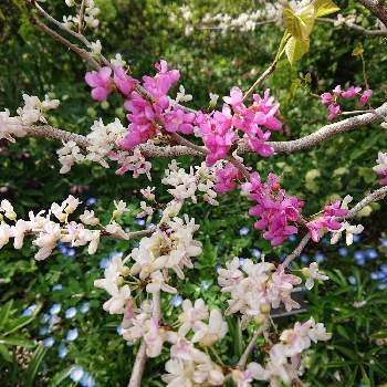 枝の花の画像 by けいにゃんこさん | お出かけ先と白い花とピンクの花と横浜イングリッシュガーデンと枝の花