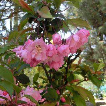 中国原産の投稿画像一覧 Greensnap グリーンスナップ