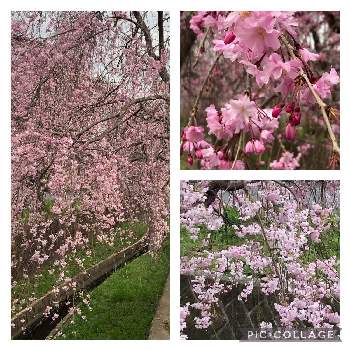 す・て・き(❁ᴗ͈ˬᴗ͈)の画像 by カンパニュラさん | お出かけ先と枝垂れ桜と咲いた咲いたとお花に癒されるとピンクの花と枝垂れ咲きとす・て・き(❁ᴗ͈ˬᴗ͈)ときれい✨とお花大好き❤といっぱい♥︎