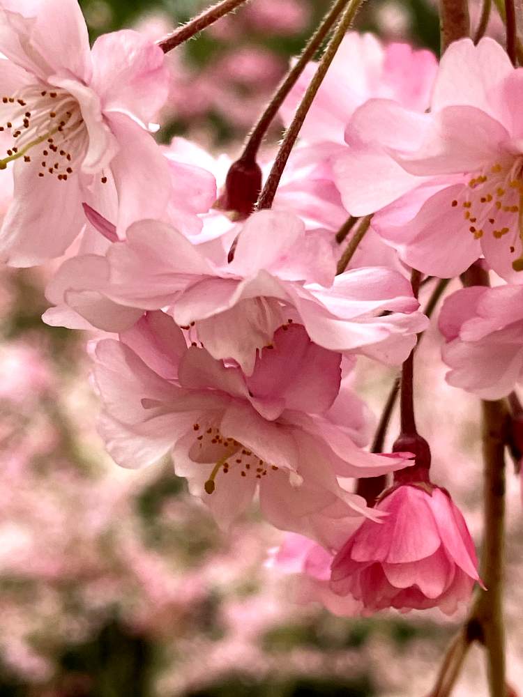 の画像 by 世津ちゃんさん | いなべ梅林公園としだれ桜♪