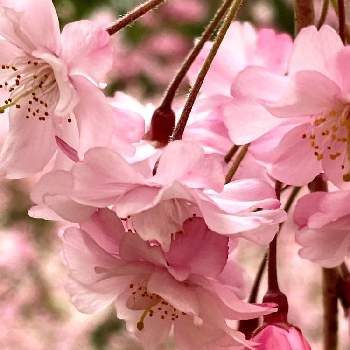 しだれ桜♪の画像 by 世津ちゃんさん | いなべ梅林公園としだれ桜♪