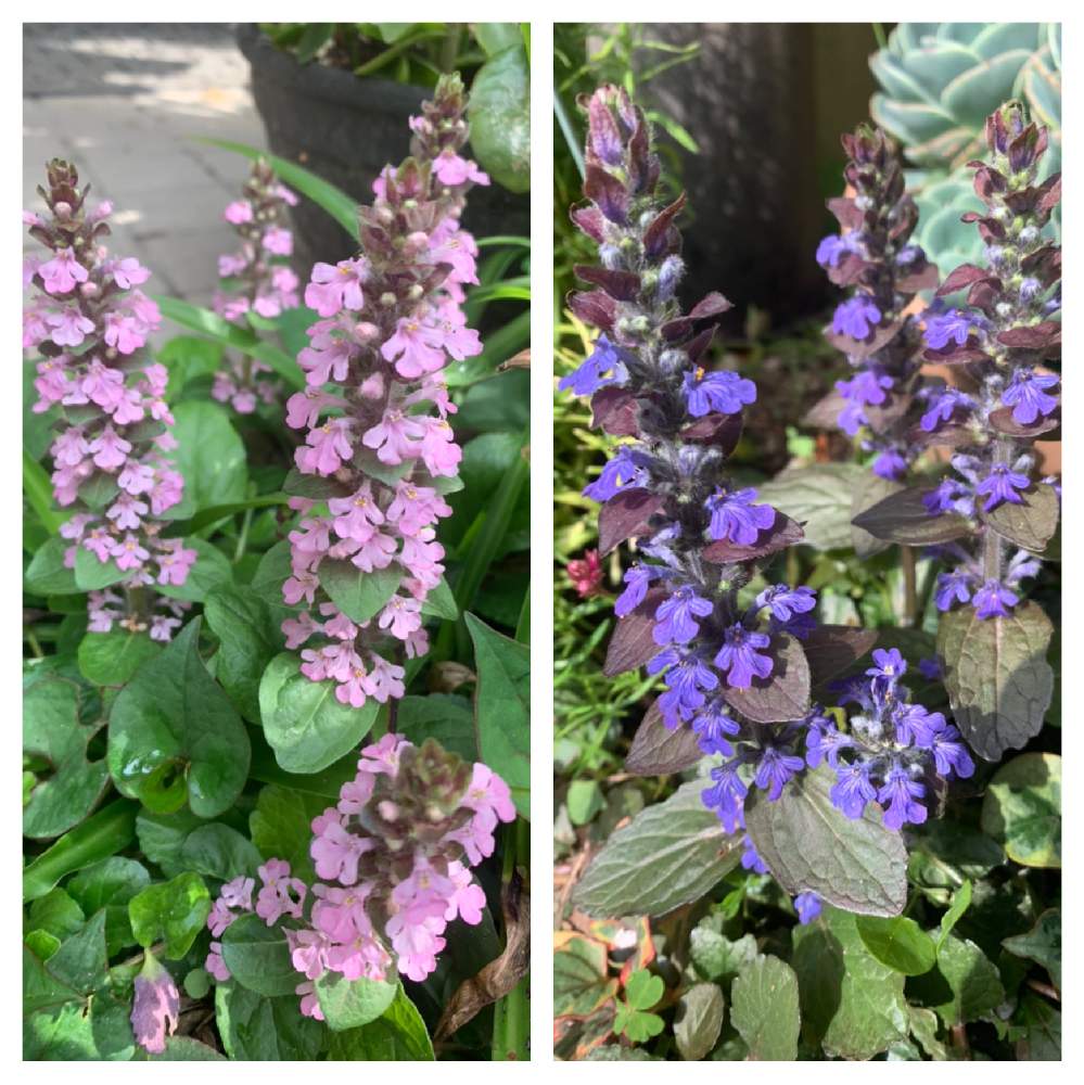 十二単衣 パープルの投稿画像 By かずさん 十二単衣 ピンクと素敵な薔薇のある暮らしとロザリアン と癒しとおうち園芸とお花大好き と花のある暮らしと地植え 21月3月31日 Greensnap グリーンスナップ