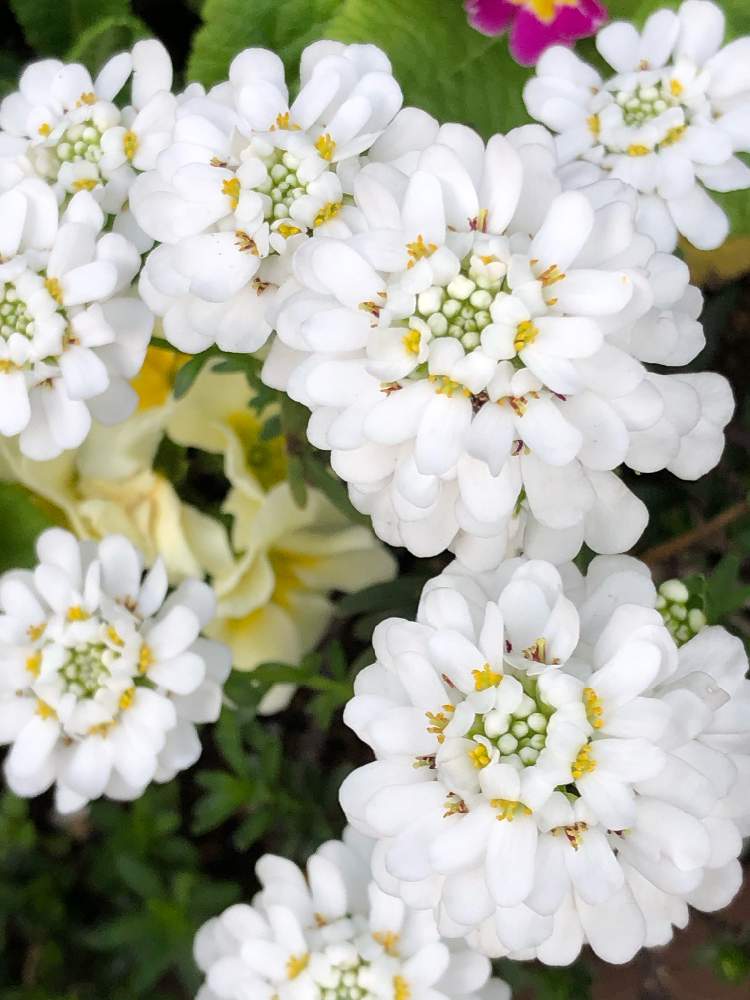 イベリスの投稿画像 By 墨西 ボクサイ さん 21月3月31日 Greensnap グリーンスナップ