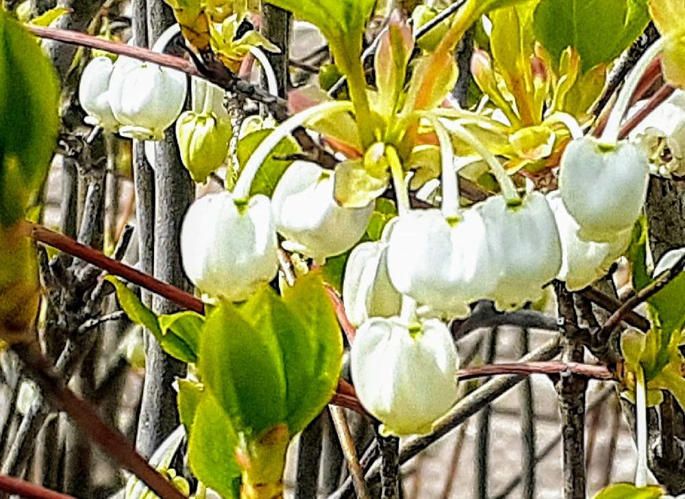 ドウダンツツジの投稿画像 By さくら貝さん ドウダンツツジ とスマホ撮影と 季節の花を生ける と季節の花と花びらとお花 21月3月31日 Greensnap グリーンスナップ