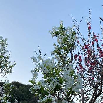 利休梅の画像 by エスカルゴ26さん | 小さな庭と花桃と利休梅