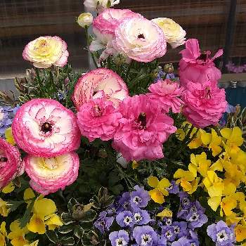 ハナキンポウゲの投稿画像一覧 Greensnap グリーンスナップ