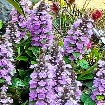 西洋十二単の投稿画像一覧 Greensnap グリーンスナップ