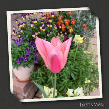 いただきもの♪の画像 by ちゃんり⭐️さん | 小さな庭とチューリップ サネと可愛い～( ´艸｀)♡といただきもの♪と球根からとお花に癒されて^ ^