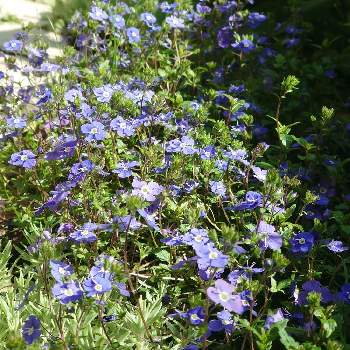 ベロニカオックスフォードブルーの投稿画像一覧 Greensnap グリーンスナップ