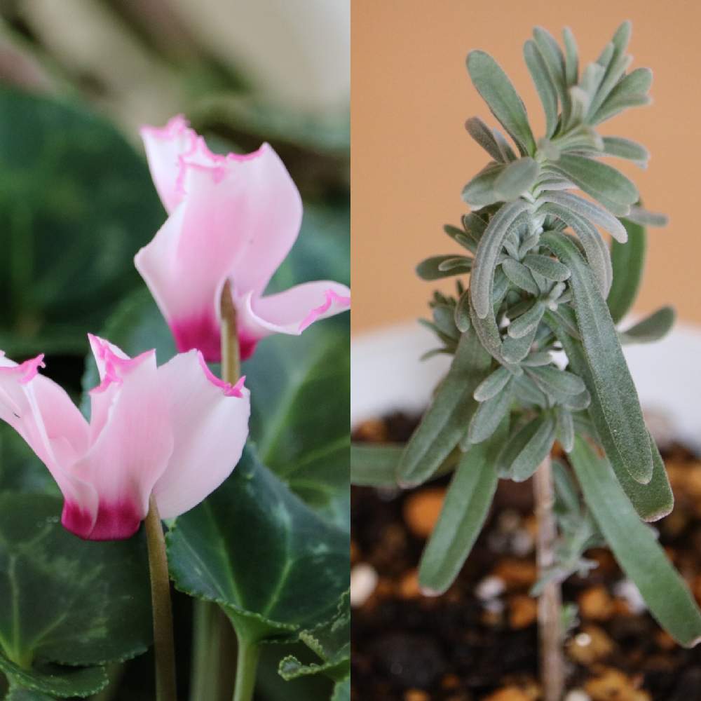 ラベンダーの投稿画像 By Soraさん ガーデンシクラメンと花と緑のある暮らしとおうち園芸とコロナに負けるな と可愛い と挿し木から成長と北海道と花が好き 21月3月31日 Greensnap グリーンスナップ