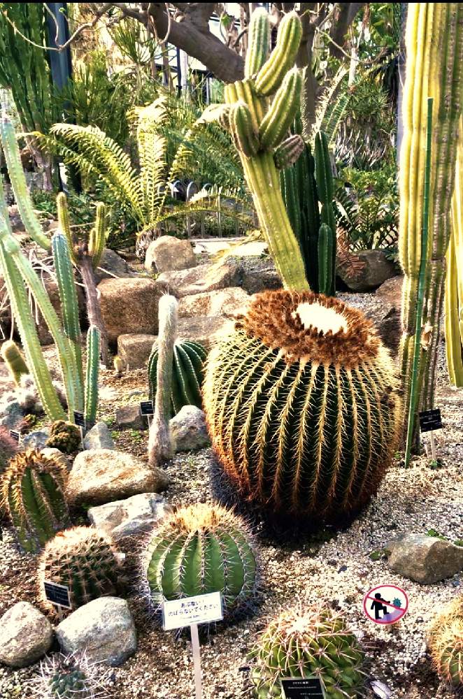 サボテンの投稿画像 By 畔道烏さん 花のある暮らしと心 ほっこりと可愛いなぁと花便り 21月3月31日 Greensnap グリーンスナップ