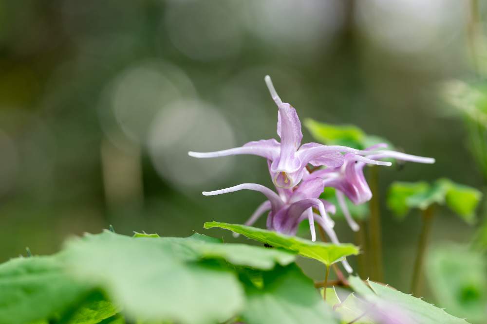 イカリソウの投稿画像 By ノキさん マクロレンズとピンクの花 と森林と野草とお写ん歩とピンク ピンクとgs映えときれいとマクロ撮影と今日のお花としべ好きときれいな色とミラーレス一眼と可愛いと小さな花とかわいいな と玉ボケと小花好きと背景ボケとメギ科 21月