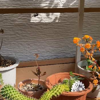 木酢液の投稿画像一覧 Greensnap グリーンスナップ