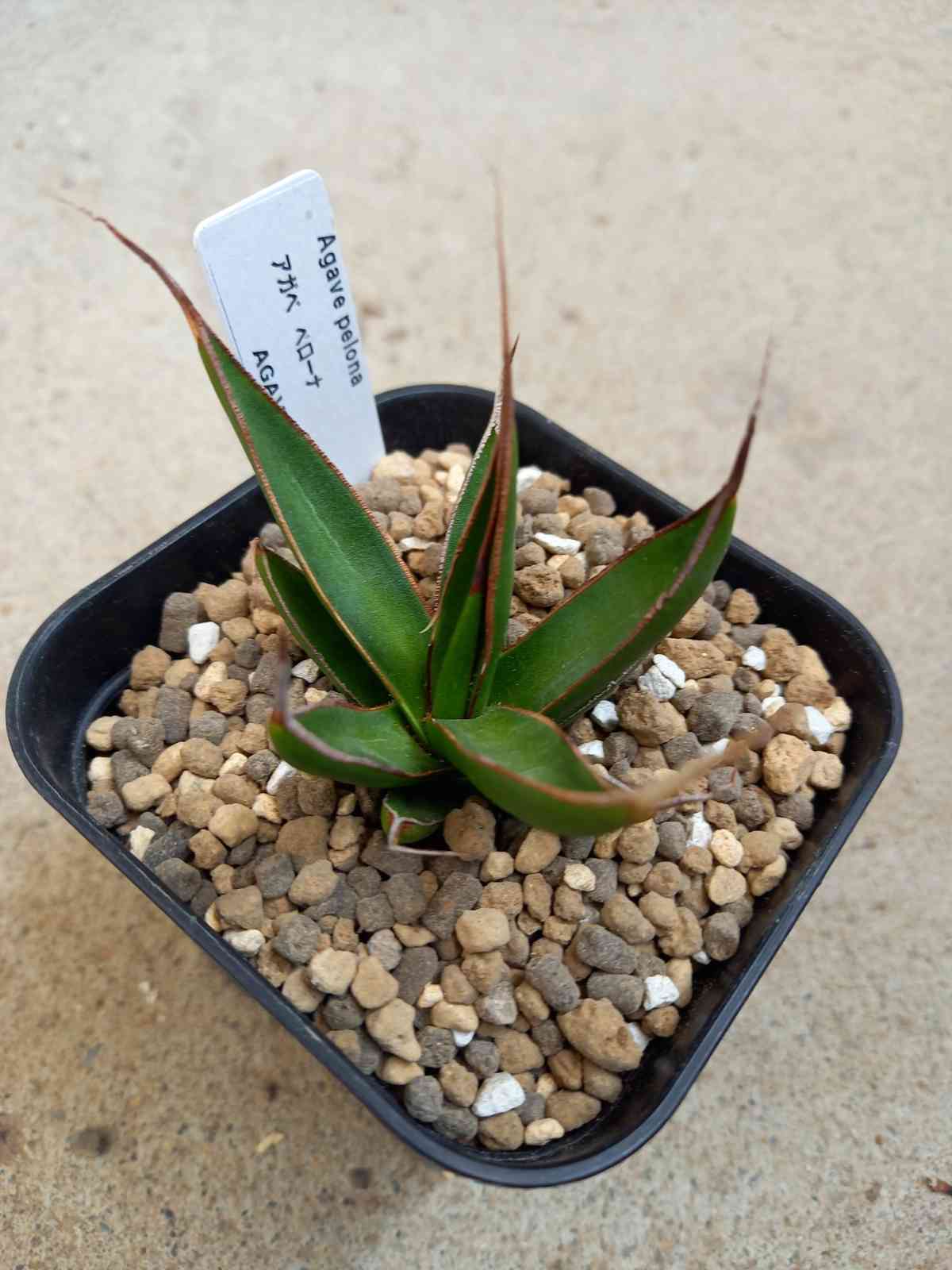 アガベ・ペローナの一覧｜🍀GreenSnap（グリーンスナップ）