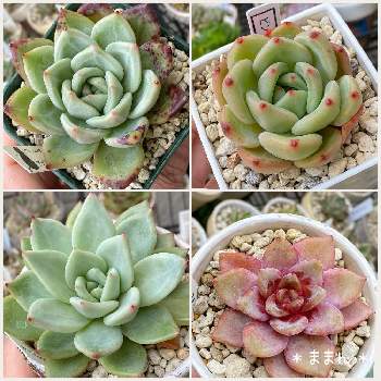 ピンクシャンペンの投稿画像一覧 Greensnap グリーンスナップ