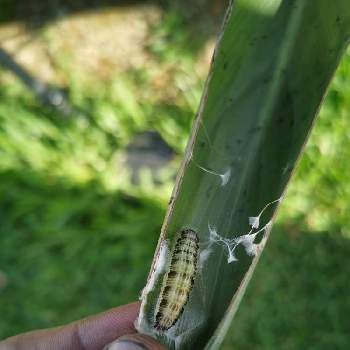 幼虫の投稿画像一覧 Greensnap グリーンスナップ