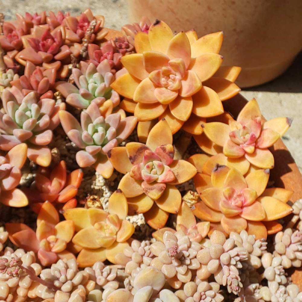 チーズです！多肉植物 カリフォルニアサンセットと姫秀麗♡ チーズ様専用です！多肉植物 カリフォルニアサンセットと姫秀麗