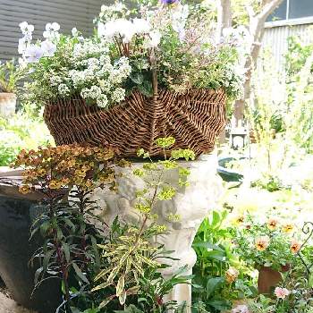 ユーフォルビア ゴールデンレインボーの投稿画像一覧 Greensnap グリーンスナップ