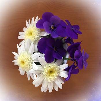 好きな色合い♡の画像 by あきちゃんさん | 組み合わせとお気に入りのビオラと好きな色合い♡とお花が好き♡と花のある暮らしとかわいいな♡とマーガレット☆とお庭のお花