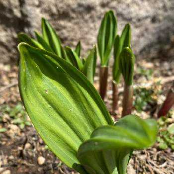 行者にんにくの育て方 収穫時期は 家庭菜園でも栽培できる Greensnap グリーンスナップ