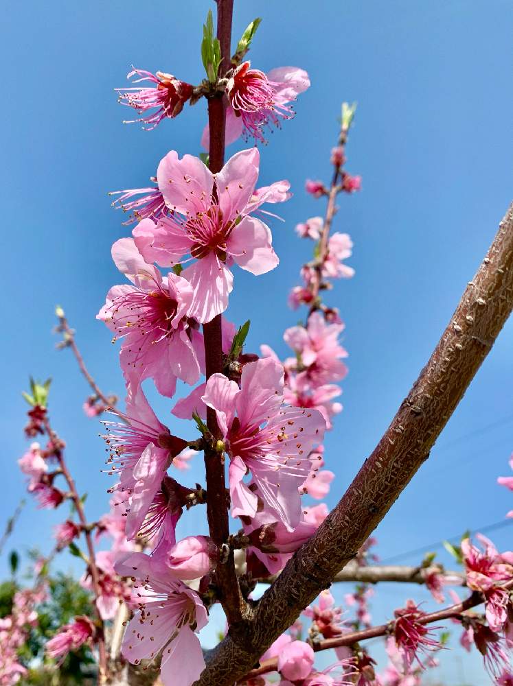 モモの投稿画像 By Ejyoさん モモ属とバラ科とはたけとピンク色の花と花のある暮らしと空のある風景 21月3月31日 Greensnap グリーンスナップ