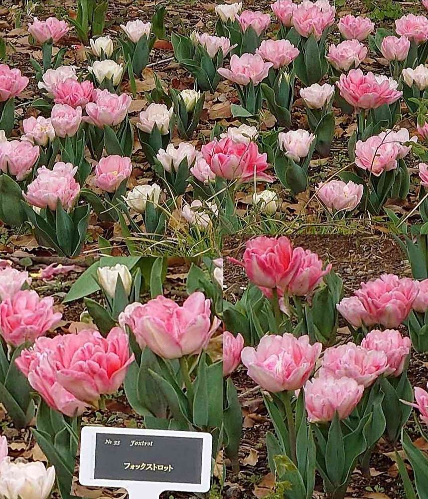 トリトンさんの横浜公園への投稿