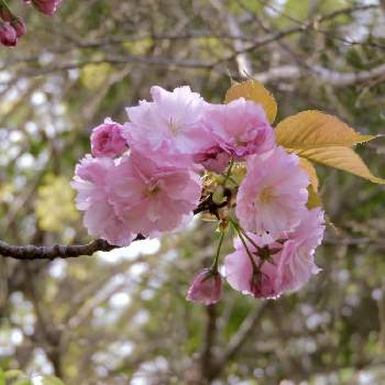 朝の散策の時の画像 by m＆oさん | お出かけ先と都立水元公園と今朝の散歩道です。と 八重桜と朝の散策の時と今朝の１枚
