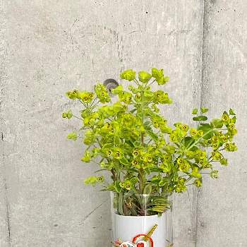 ユーフォルビア ゴールデンレインボーの投稿画像一覧 Greensnap グリーンスナップ