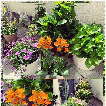 紫フリージアの投稿画像一覧 Greensnap グリーンスナップ