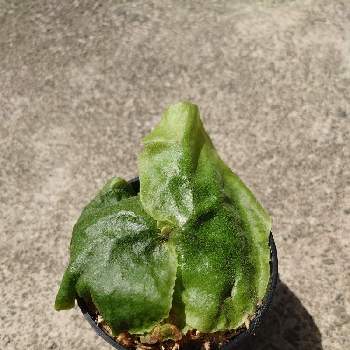メリクロン株の投稿画像一覧 Greensnap グリーンスナップ