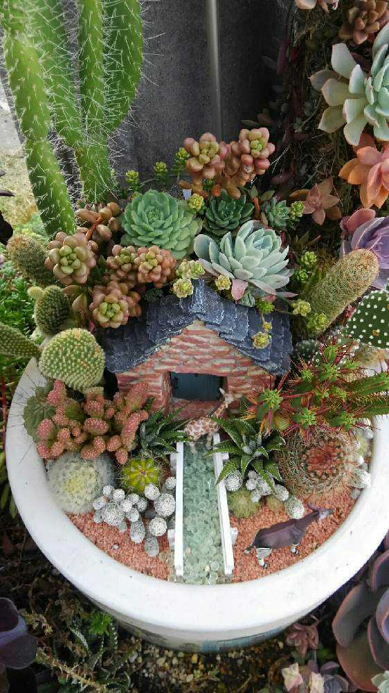 多肉植物 セダム4種セット⭐️画像に映っている部分全てカットし