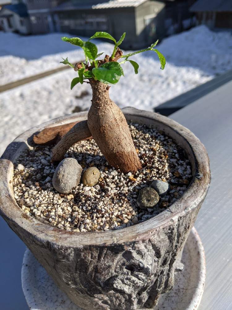 ガジュマルの投稿画像 By Sobaさん 21月3月31日 Greensnap グリーンスナップ